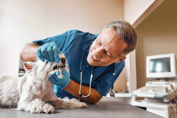Best Emergency Dental Extractions in Albion, NY